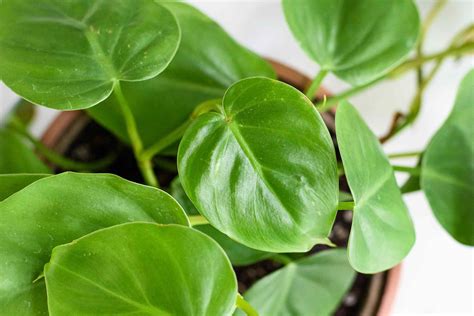 philodendron plant care indoors